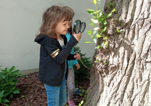 Dziewczynka ogładą korę drzewa